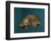 Neanderthal Man Skull-null-Framed Giclee Print