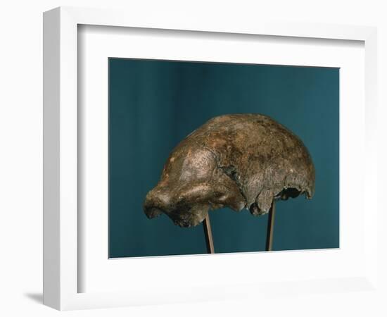 Neanderthal Man Skull-null-Framed Giclee Print