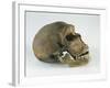 Neanderthal Man Skull-null-Framed Giclee Print