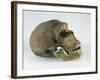 Neanderthal Man Skull-null-Framed Giclee Print