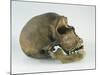 Neanderthal Man Skull-null-Mounted Giclee Print