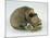 Neanderthal Man Skull-null-Mounted Giclee Print