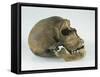 Neanderthal Man Skull-null-Framed Stretched Canvas