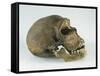 Neanderthal Man Skull-null-Framed Stretched Canvas