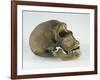 Neanderthal Man Skull-null-Framed Giclee Print