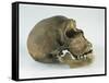 Neanderthal Man Skull-null-Framed Stretched Canvas