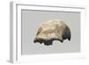 Neanderthal Man Skull-null-Framed Giclee Print