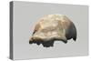 Neanderthal Man Skull-null-Stretched Canvas