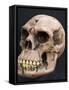 Neanderthal or Neandertal Man - Reconstructed Skull-null-Framed Stretched Canvas