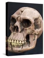Neanderthal or Neandertal Man - Reconstructed Skull-null-Stretched Canvas