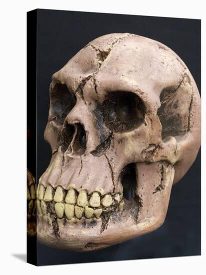 Neanderthal or Neandertal Man - Reconstructed Skull-null-Stretched Canvas