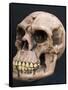 Neanderthal or Neandertal Man - Reconstructed Skull-null-Framed Stretched Canvas