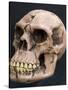 Neanderthal or Neandertal Man - Reconstructed Skull-null-Stretched Canvas