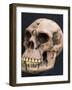 Neanderthal or Neandertal Man - Reconstructed Skull-null-Framed Photographic Print