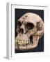 Neanderthal or Neandertal Man - Reconstructed Skull-null-Framed Photographic Print