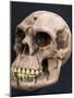 Neanderthal or Neandertal Man - Reconstructed Skull-null-Mounted Photographic Print