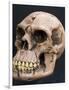 Neanderthal or Neandertal Man - Reconstructed Skull-null-Framed Photographic Print