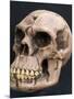 Neanderthal or Neandertal Man - Reconstructed Skull-null-Mounted Photographic Print