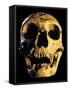 Neanderthal Skull-Javier Trueba-Framed Stretched Canvas