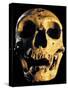 Neanderthal Skull-Javier Trueba-Stretched Canvas