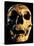 Neanderthal Skull-Javier Trueba-Stretched Canvas