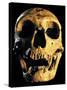 Neanderthal Skull-Javier Trueba-Stretched Canvas