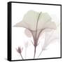 Neapolitan Hibiscus-Albert Koetsier-Framed Stretched Canvas