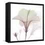 Neapolitan Hibiscus-Albert Koetsier-Framed Stretched Canvas