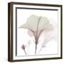 Neapolitan Hibiscus-Albert Koetsier-Framed Art Print