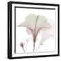 Neapolitan Hibiscus-Albert Koetsier-Framed Art Print