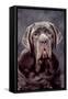 Neapolitan Mastiff Dog Close-Up of Head-null-Framed Stretched Canvas