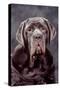 Neapolitan Mastiff Dog Close-Up of Head-null-Stretched Canvas