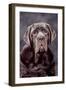 Neapolitan Mastiff Dog Close-Up of Head-null-Framed Photographic Print