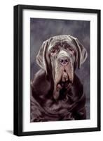 Neapolitan Mastiff Dog Close-Up of Head-null-Framed Photographic Print