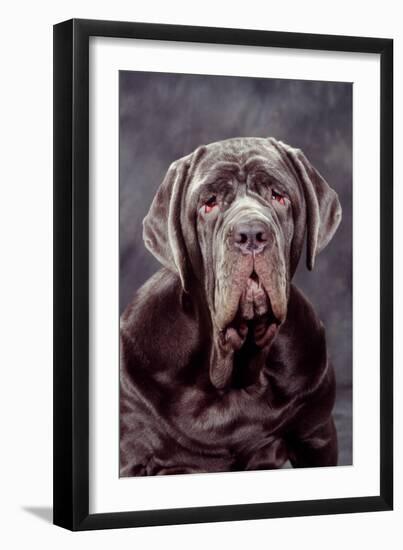 Neapolitan Mastiff Dog Close-Up of Head-null-Framed Photographic Print