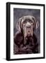 Neapolitan Mastiff Dog Close-Up of Head-null-Framed Photographic Print