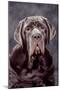 Neapolitan Mastiff Dog Close-Up of Head-null-Mounted Photographic Print