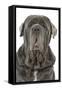 Neapolitan Mastiff-null-Framed Stretched Canvas