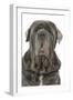 Neapolitan Mastiff-null-Framed Photographic Print