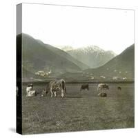 Near Andermatt (Switzerland), Cows Pasturing, Circa 1865-Leon, Levy et Fils-Stretched Canvas