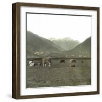 Near Andermatt (Switzerland), Cows Pasturing, Circa 1865-Leon, Levy et Fils-Framed Photographic Print