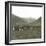 Near Andermatt (Switzerland), Cows Pasturing, Circa 1865-Leon, Levy et Fils-Framed Photographic Print