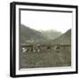 Near Andermatt (Switzerland), Cows Pasturing, Circa 1865-Leon, Levy et Fils-Framed Photographic Print