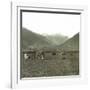 Near Andermatt (Switzerland), Cows Pasturing, Circa 1865-Leon, Levy et Fils-Framed Photographic Print