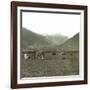 Near Andermatt (Switzerland), Cows Pasturing, Circa 1865-Leon, Levy et Fils-Framed Photographic Print