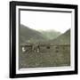 Near Andermatt (Switzerland), Cows Pasturing, Circa 1865-Leon, Levy et Fils-Framed Photographic Print