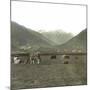 Near Andermatt (Switzerland), Cows Pasturing, Circa 1865-Leon, Levy et Fils-Mounted Photographic Print