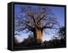 Near Gweta Baobab Tree in Evening with Dried Pods Hanging from Branches, Botswana-Lin Alder-Framed Stretched Canvas