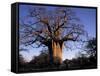 Near Gweta Baobab Tree in Evening with Dried Pods Hanging from Branches, Botswana-Lin Alder-Framed Stretched Canvas