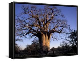 Near Gweta Baobab Tree in Evening with Dried Pods Hanging from Branches, Botswana-Lin Alder-Framed Stretched Canvas